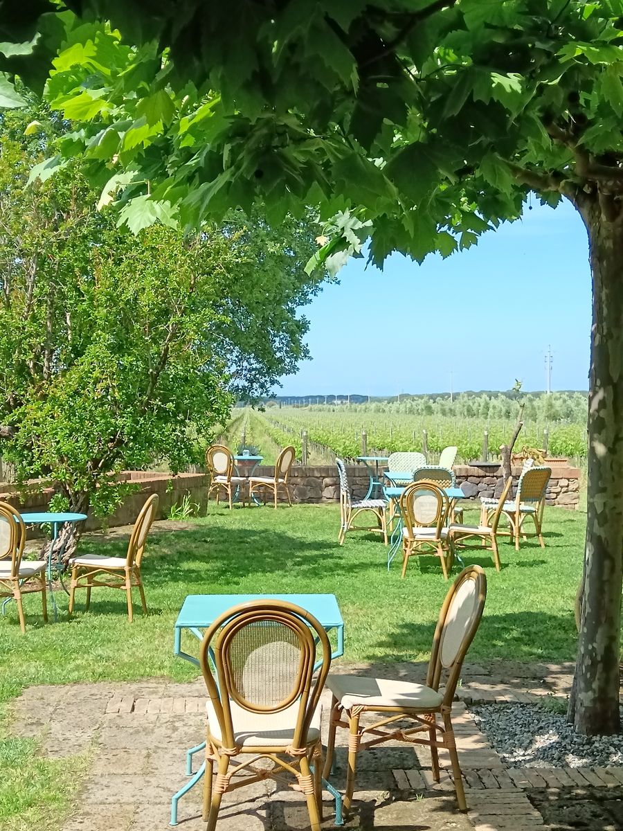 Tables in a winery garden in the shade, looking over the Bolgheri vineyards