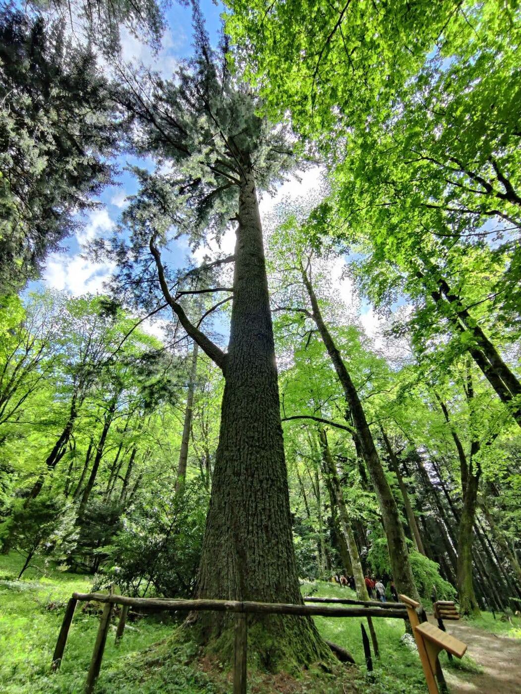 A giant silver fir in the ancient forests of the Casentino