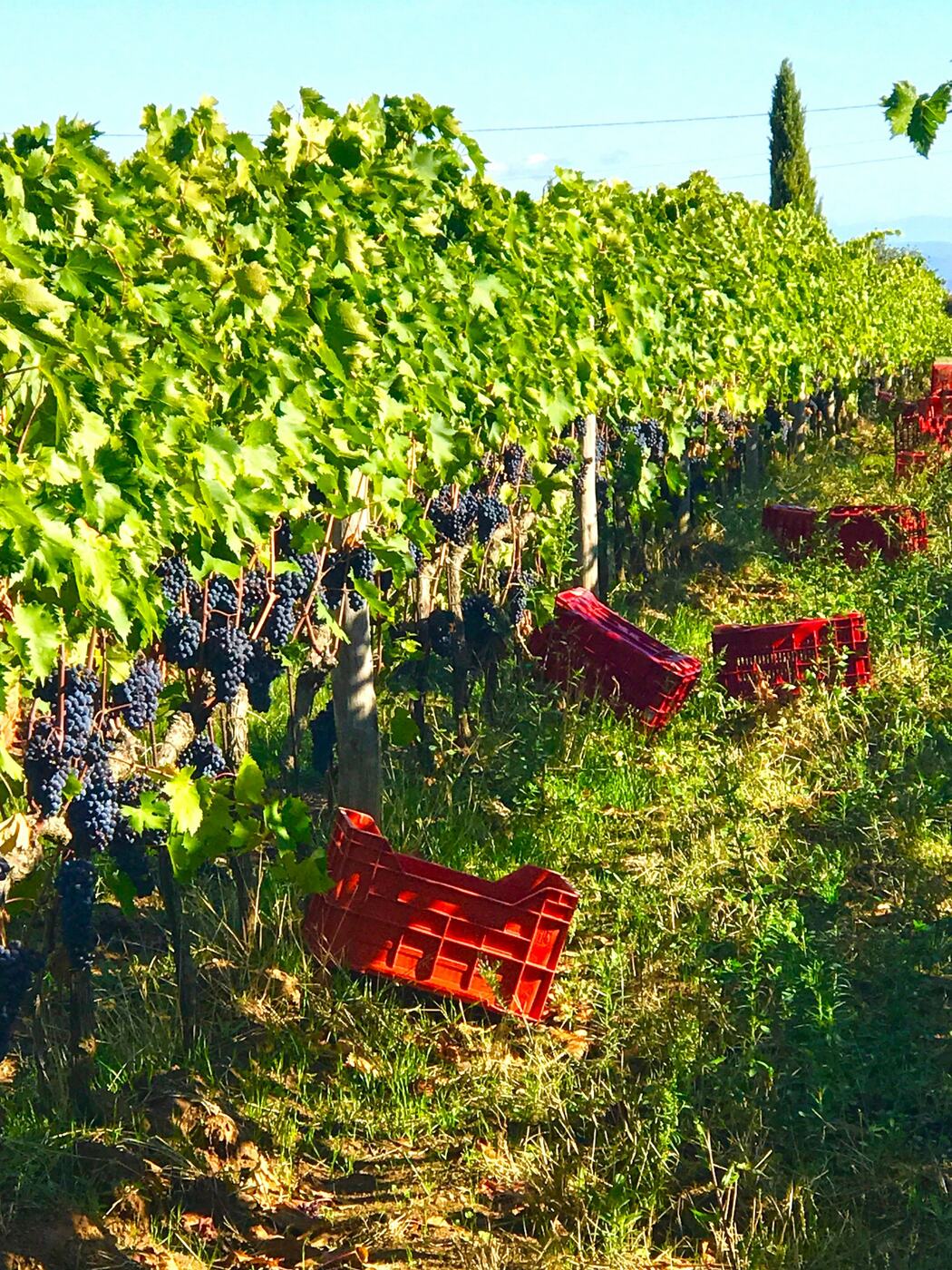 Red harvest crates waiting beside rows of ripe Sangiovese