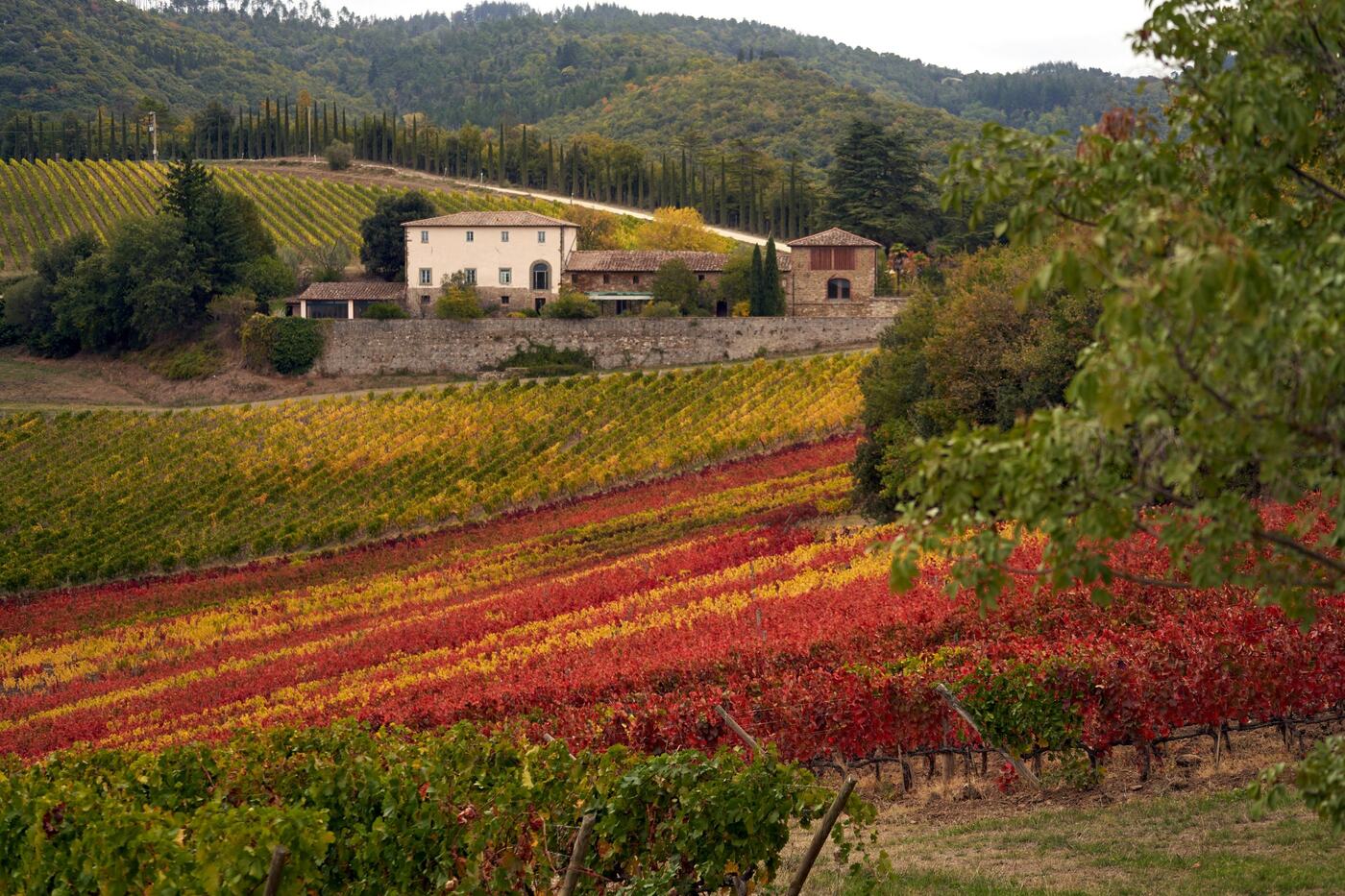 A Chianti villa above red and gold autumn vines