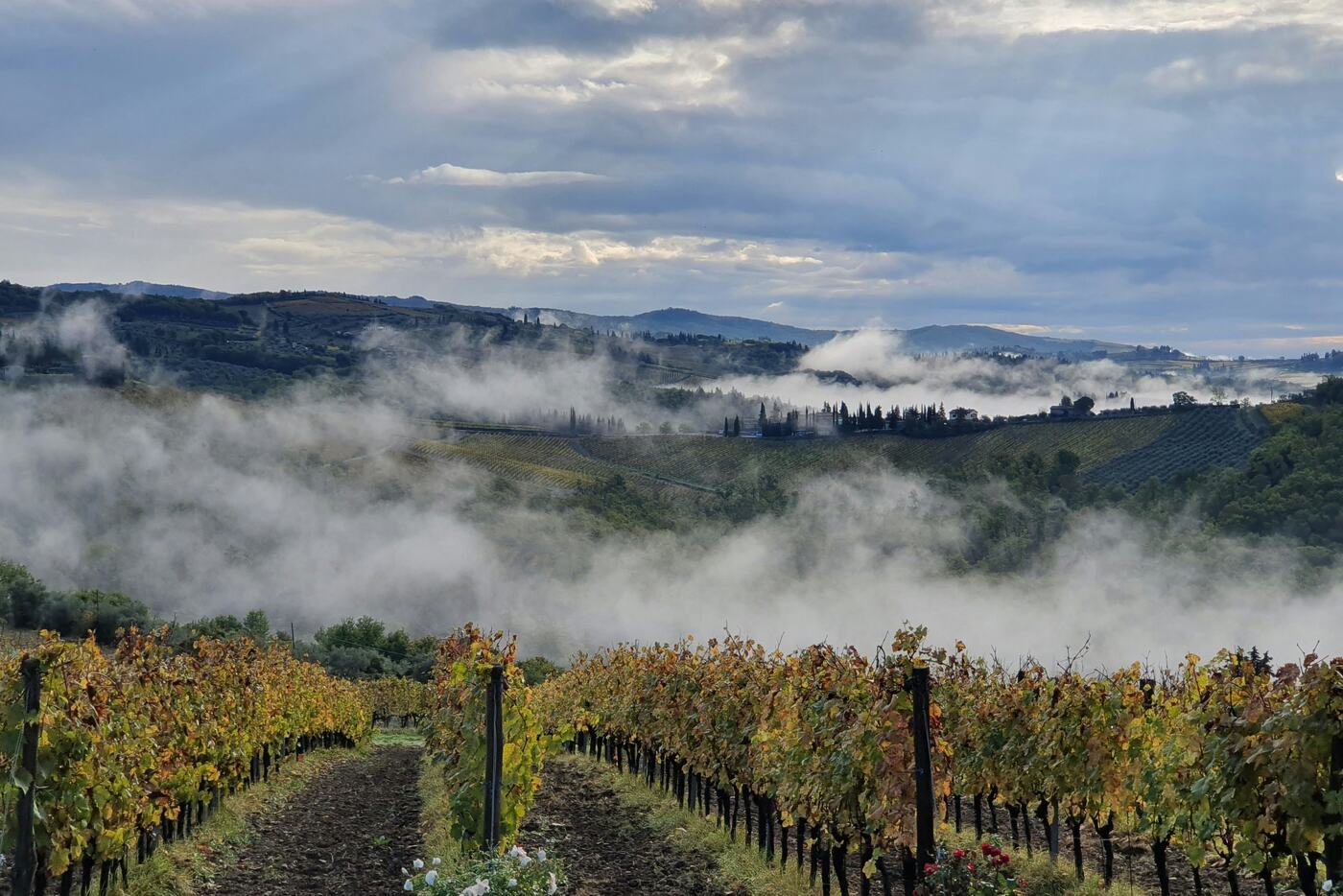 Morning mist rising over Chianti vineyards in autumn