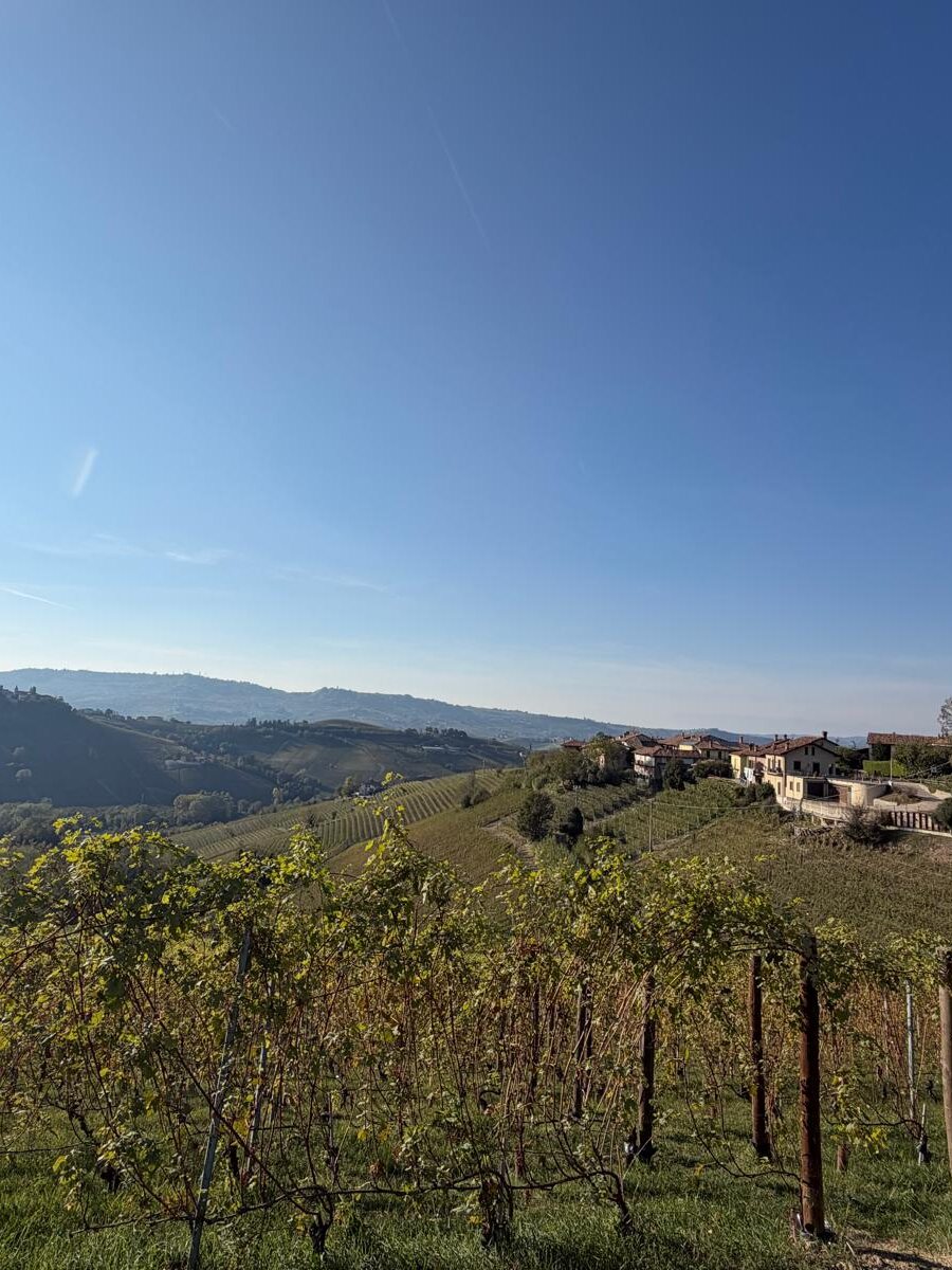 Nebbiolo vineyards in the Langhe under a clear autumn sky