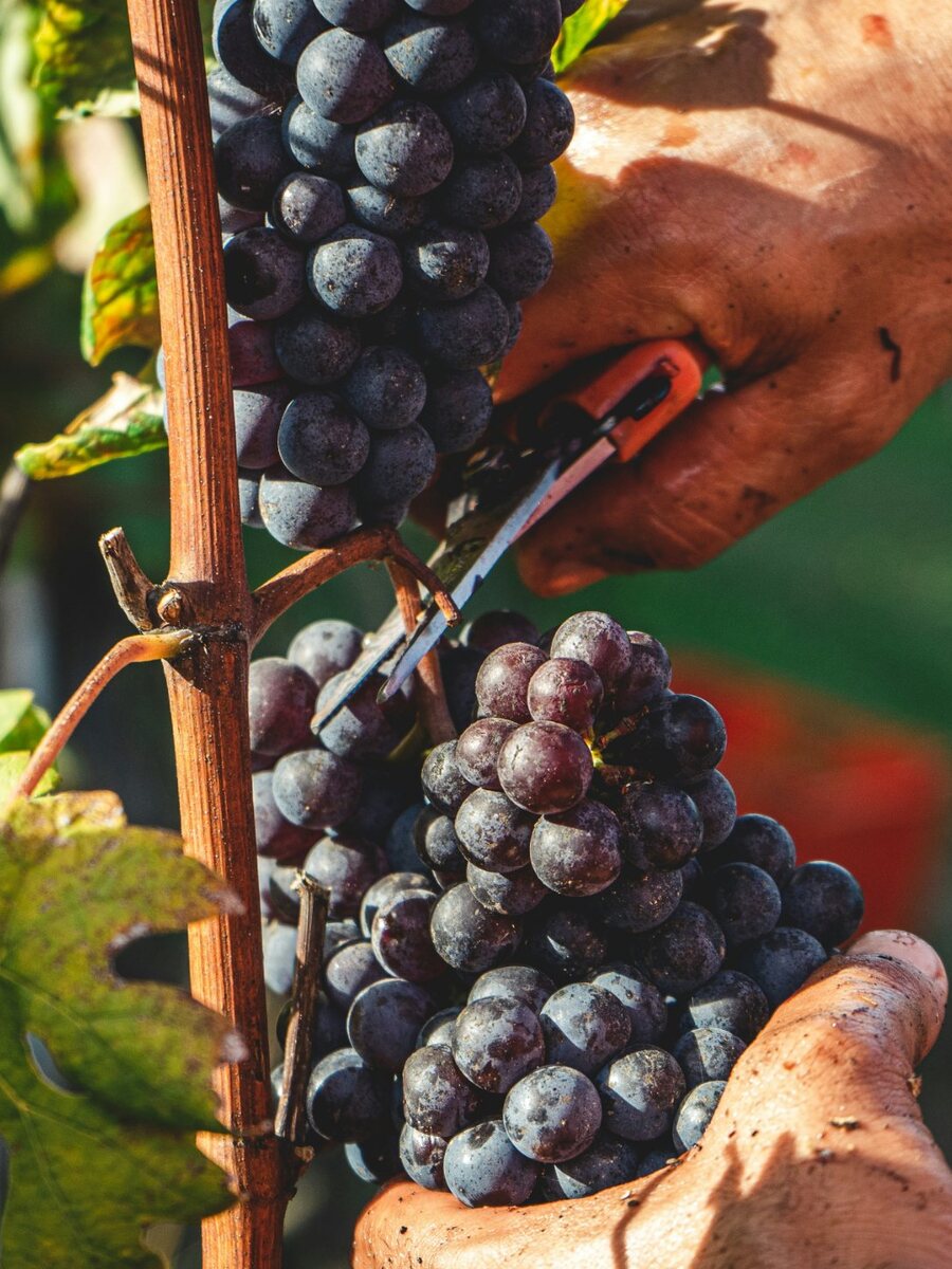 Hand-picking Nebbiolo grapes during the Barolo harvest