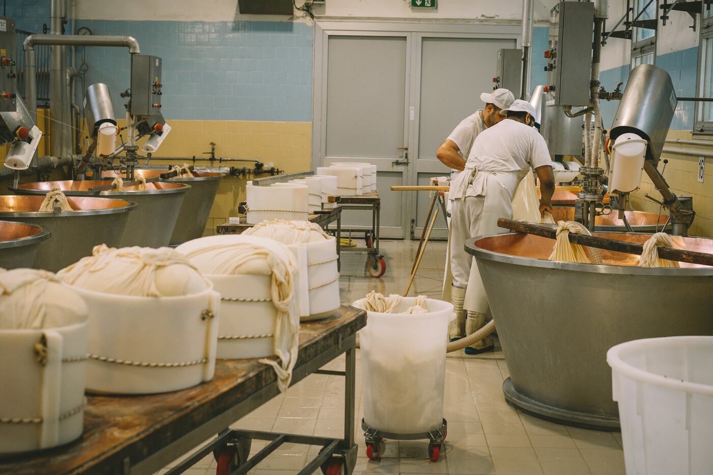 Cheesemakers lifting the curd from copper vats in a Parmigiano Reggiano dairy