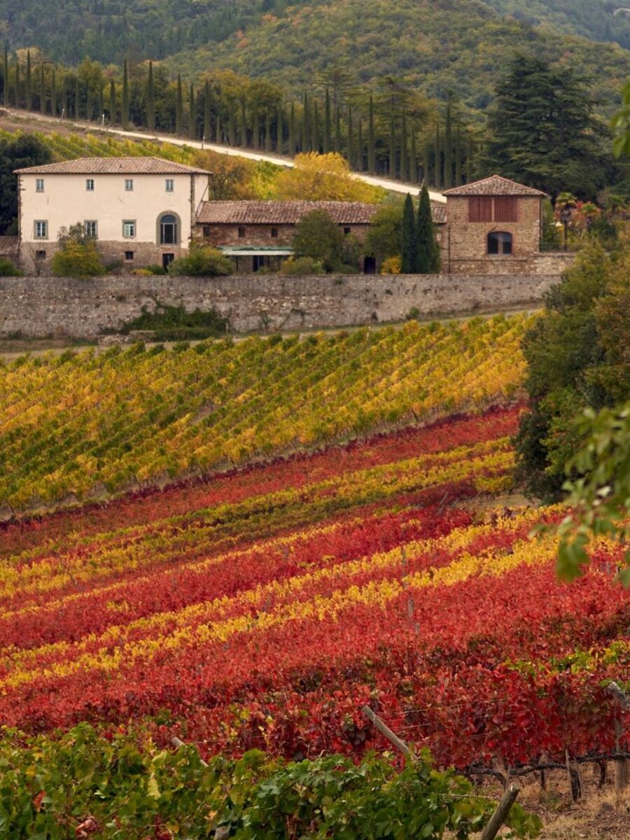 Vineyards turning red in autumn around a farmhouse in Chianti Rufina