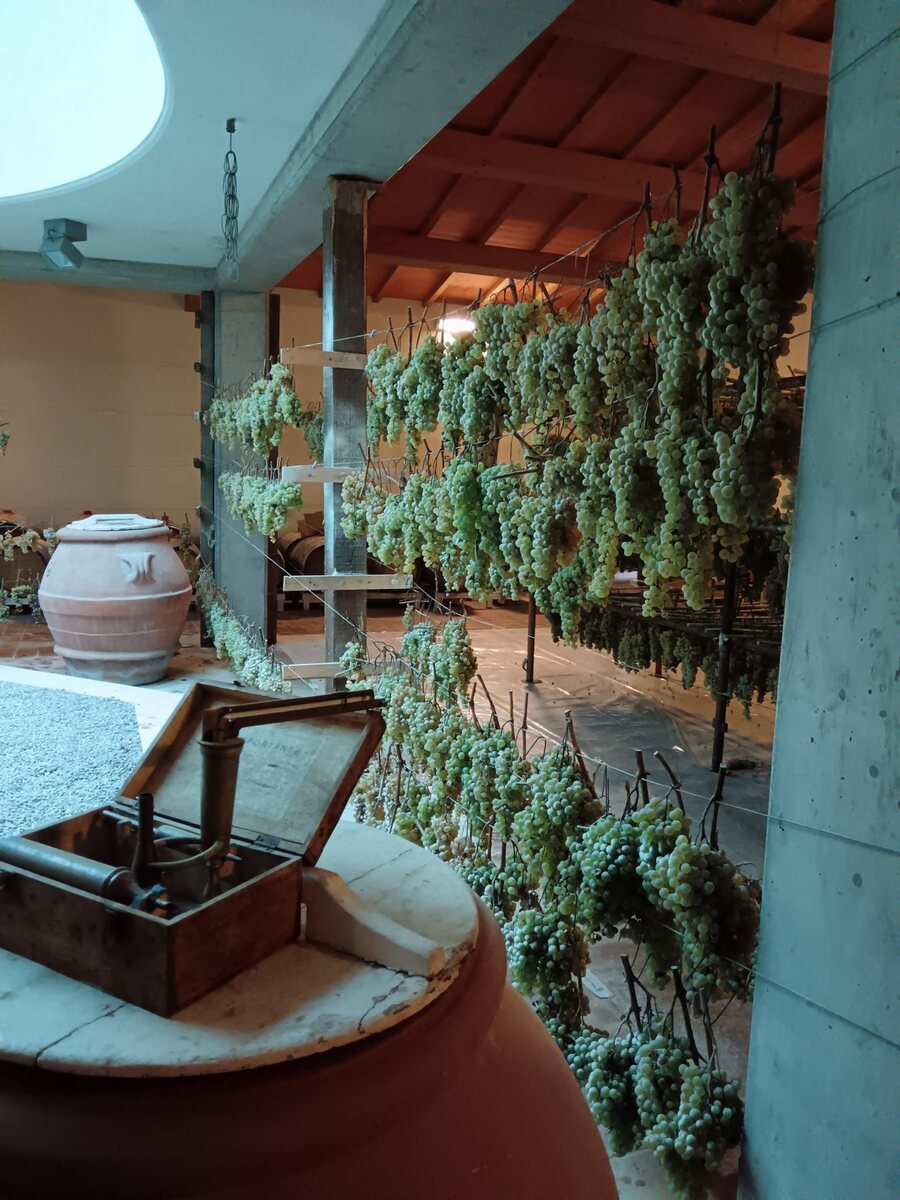 Trebbiano and Malvasia grapes hung to dry for Vin Santo in a Rufina cellar