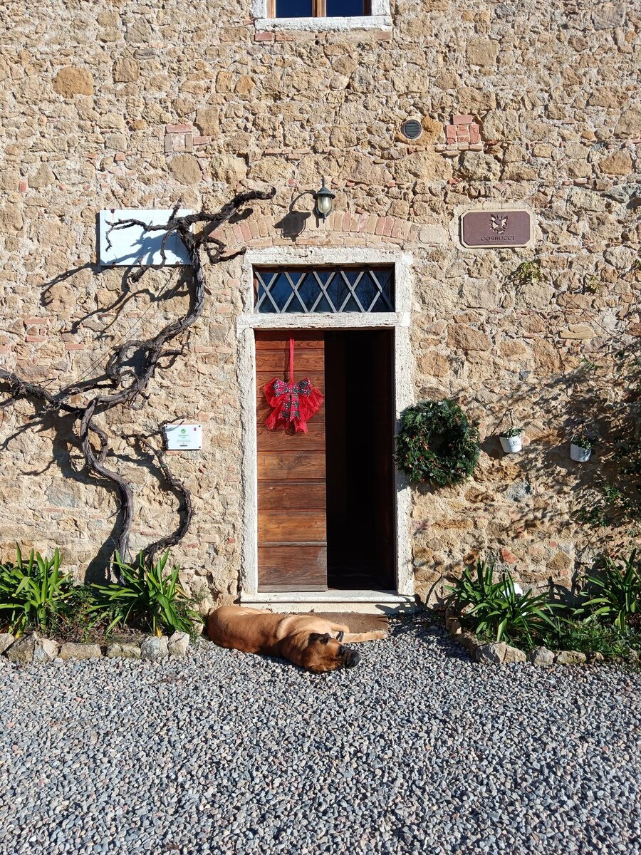 The stone farmhouse door of a family Vernaccia estate near San Gimignano, the dog asleep in the sun