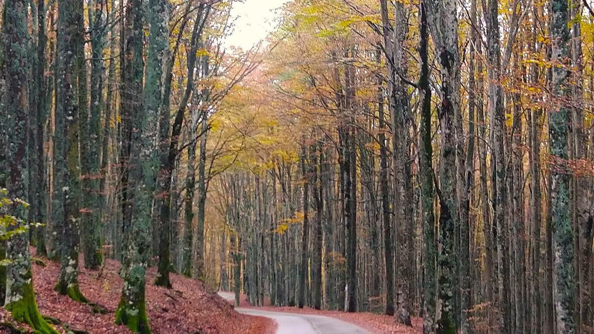 A road through the golden beech forests of the Casentino in autumn