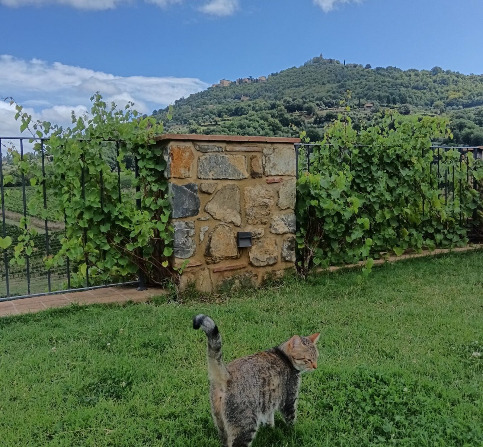 The estate cat on a vineyard terrace below a hilltop village near Montalcino