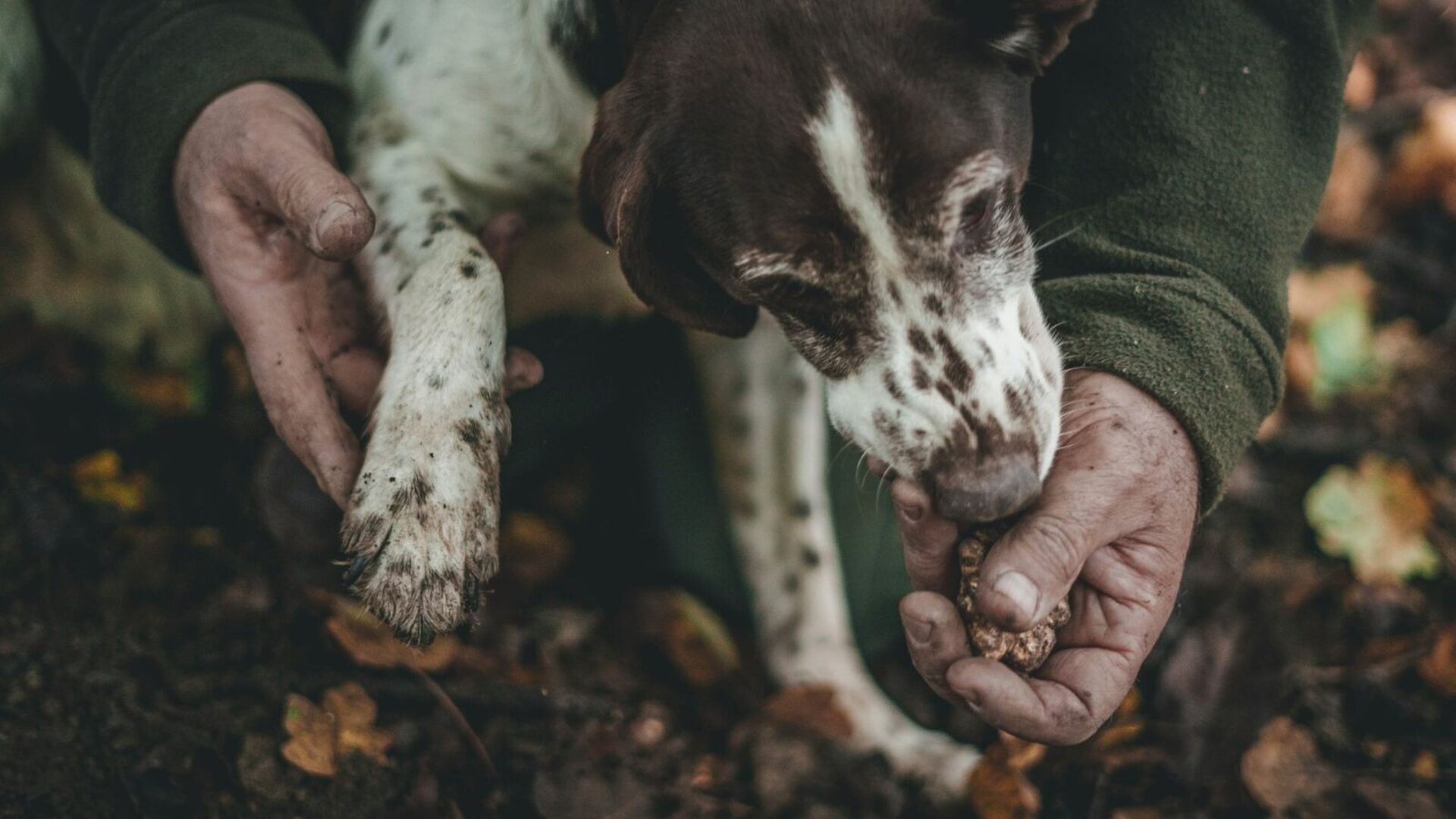 A truffle dog and its hunter unearthing a white truffle in the woods of San Miniato