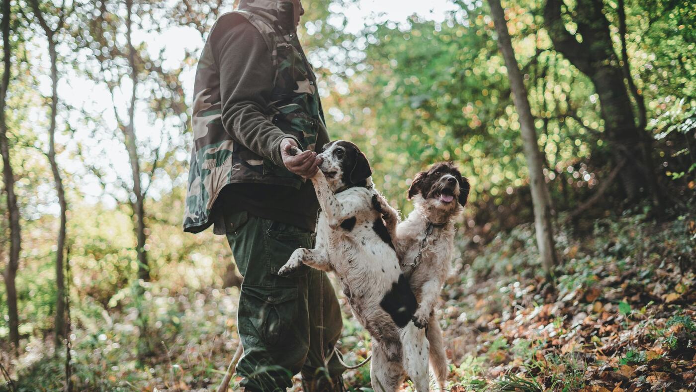 Two truffle dogs jumping up to their hunter in the woods