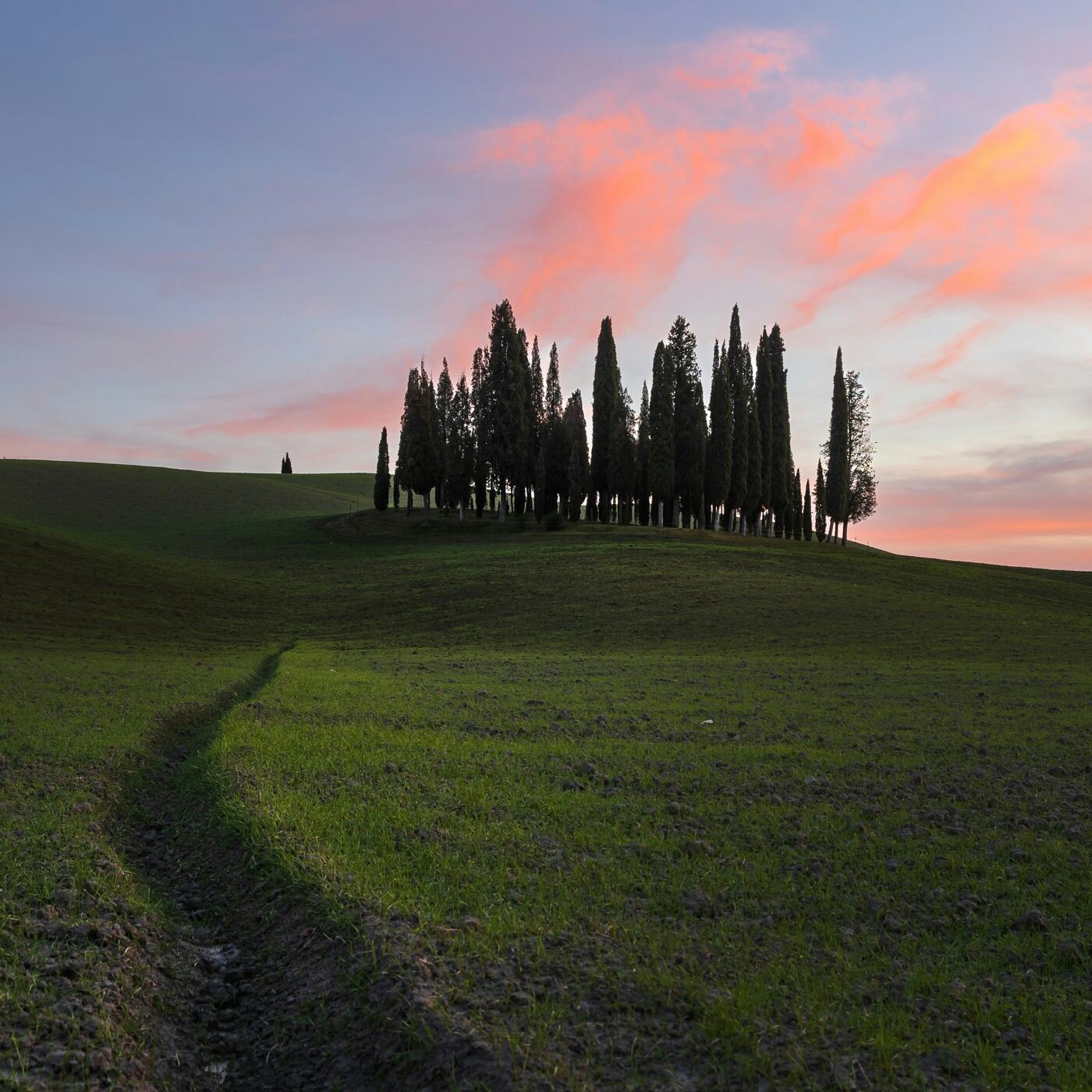 A grove of cypresses on a hill near San Quirico d'Orcia at sunset