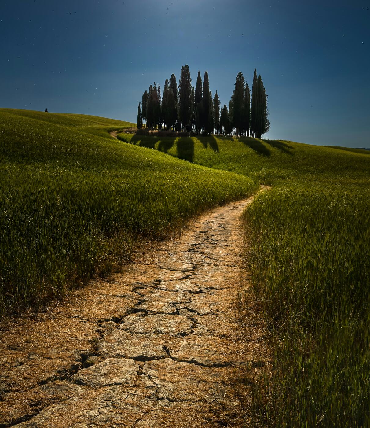 A cypress grove under a moonlit sky