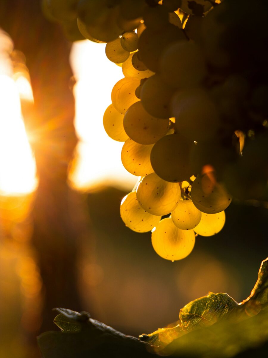 White grapes glowing in the late afternoon sun before the harvest